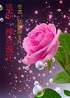 送你一棵玫瑰花