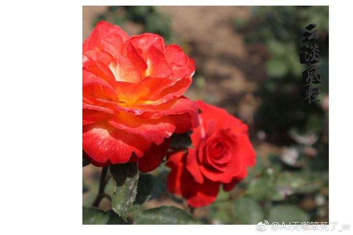 雲淡風輕（百合）