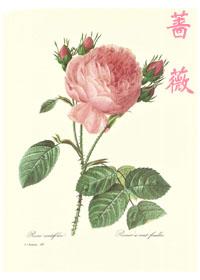 薔薇