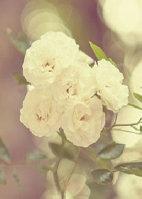 待你歸來，娶我可好