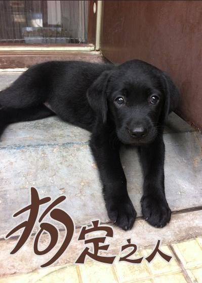 狗定之人