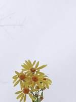 夏日宜冰，禁愛