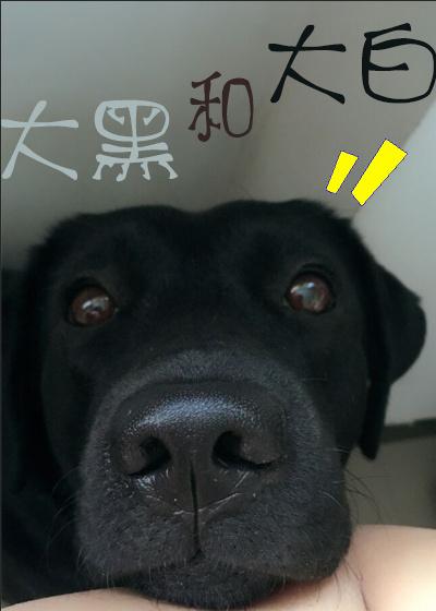 大黑和大白