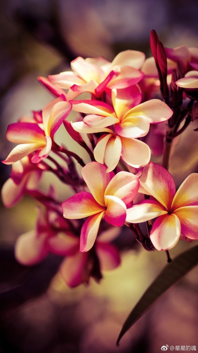 皓月婵娟思綿綿