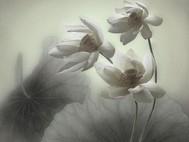 求得淺歡風日好