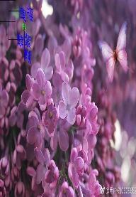 搖曳的紫蝴蝶