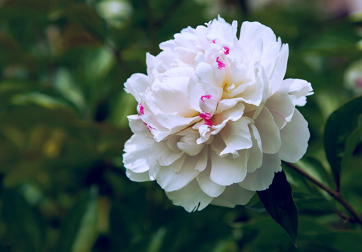 學霸的國民老公