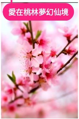 愛在夢幻桃林仙境