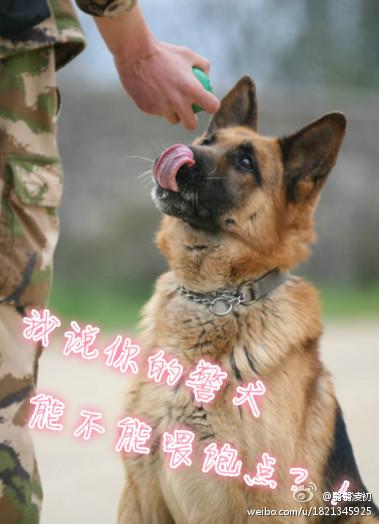 我說你的警犬能不能喂飽點