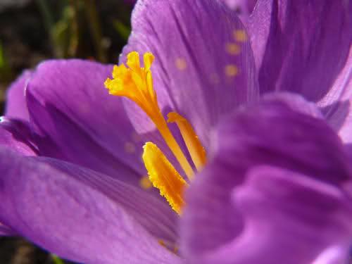 山中人兮芳杜若