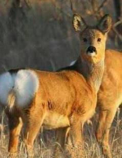 屁股開花節節高