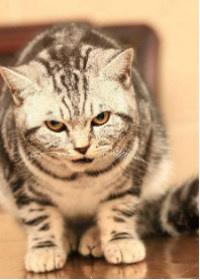 總裁長着喵尾巴