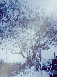 重生之春華秋實