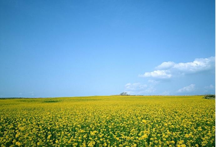 風吹雲動心亦動