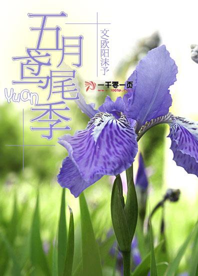 五月鳶尾季